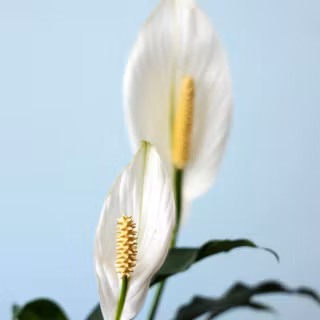Peace lily wallpaper