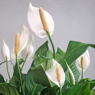 Peace lily wallpaper