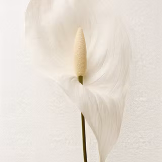 Peace lily wallpaper