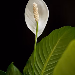 Peace lily wallpaper