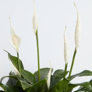 Peace lily wallpaper