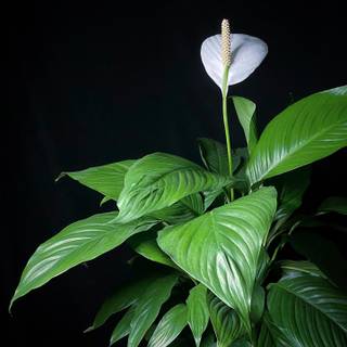 Peace lily wallpaper