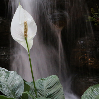 Peace lily wallpaper