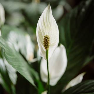 Peace lily wallpaper