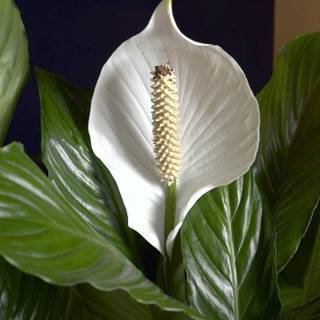 Peace lily wallpaper