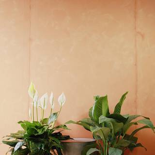 Peace lily wallpaper