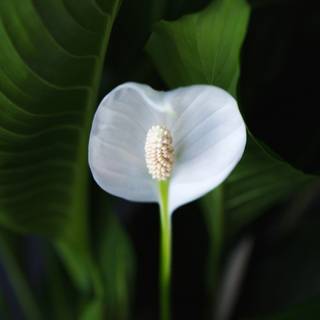 Peace lily wallpaper