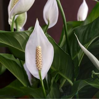 Peace lily wallpaper