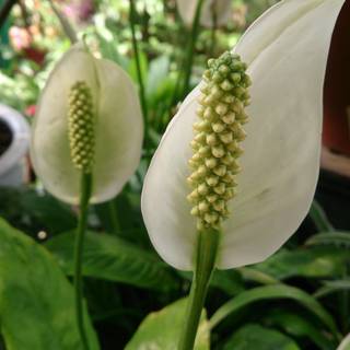 Peace lily wallpaper