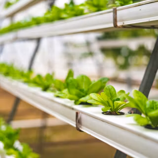 Hydroponics wallpaper