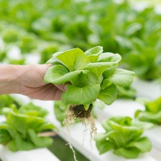 Hydroponics wallpaper