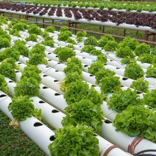 Hydroponics wallpaper