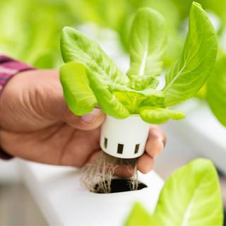 Hydroponics wallpaper