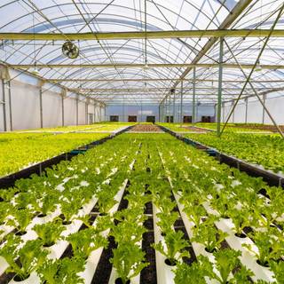 Hydroponics wallpaper