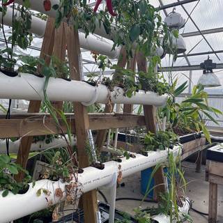 Hydroponics wallpaper