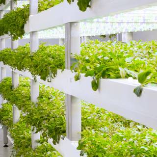 Hydroponics wallpaper