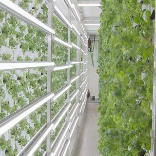 Hydroponics wallpaper