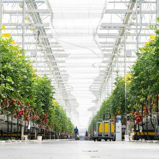 Hydroponics wallpaper