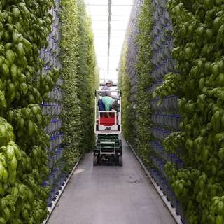 Hydroponics wallpaper