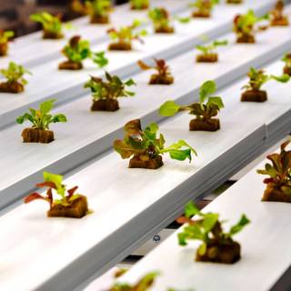 Hydroponics wallpaper