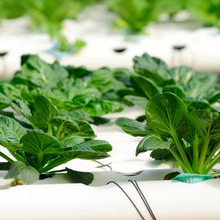 Hydroponics wallpaper