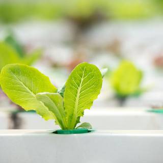 Hydroponics wallpaper