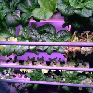 Hydroponics wallpaper