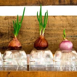 Hydroponics wallpaper