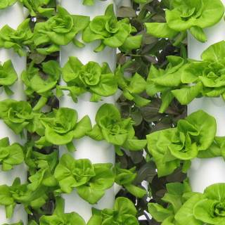 Hydroponics wallpaper