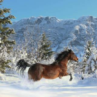 Winter brown horse wallpaper