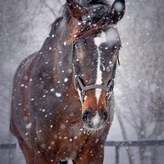 Winter brown horse wallpaper