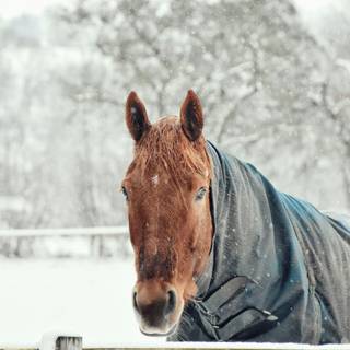 Winter brown horse wallpaper
