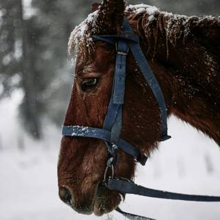 Winter brown horse wallpaper