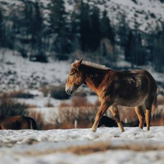 Winter brown horse wallpaper