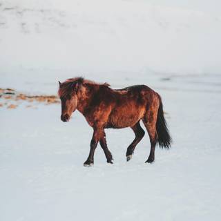 Winter brown horse wallpaper
