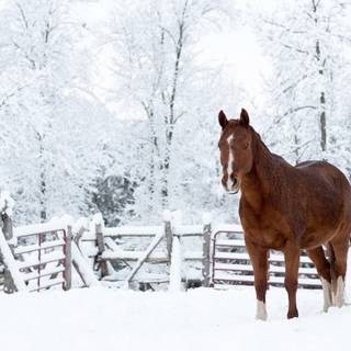 Winter brown horse wallpaper