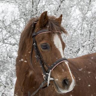 Winter brown horse wallpaper