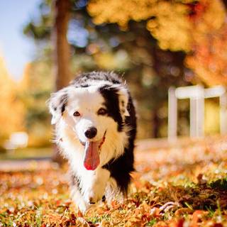 Cute autumn dog wallpaper
