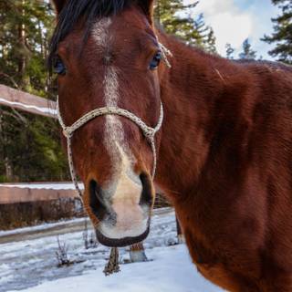 Winter brown horse wallpaper