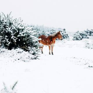 Winter brown horse wallpaper