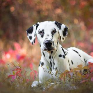 Cute autumn dog wallpaper