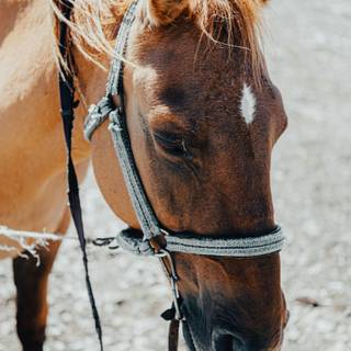 Winter brown horse wallpaper