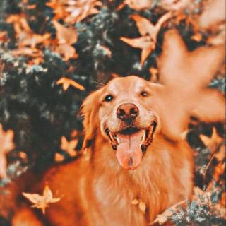 Cute autumn dog wallpaper