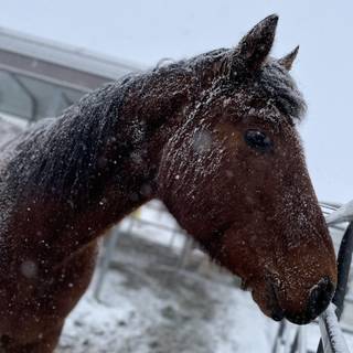 Winter brown horse wallpaper