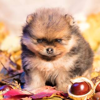 Cute autumn dog wallpaper
