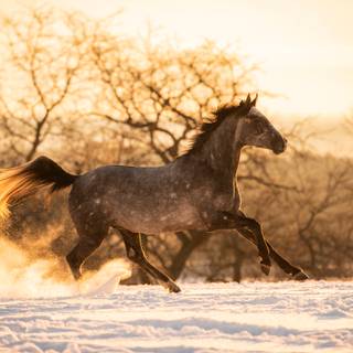 Winter brown horse wallpaper