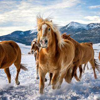 Winter brown horse wallpaper