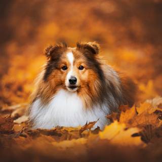 Cute autumn dog wallpaper