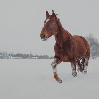 Winter brown horse wallpaper