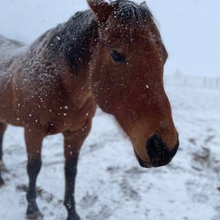Winter brown horse wallpaper